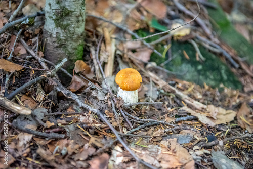 Mushrooms cut in the forest. Mushroom boletus edilus. Popular white mushrooms Boletus in the forest.
