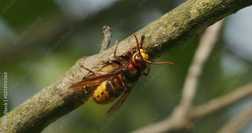 The European is hornet stripping the bark The European is hornet stripping the bark