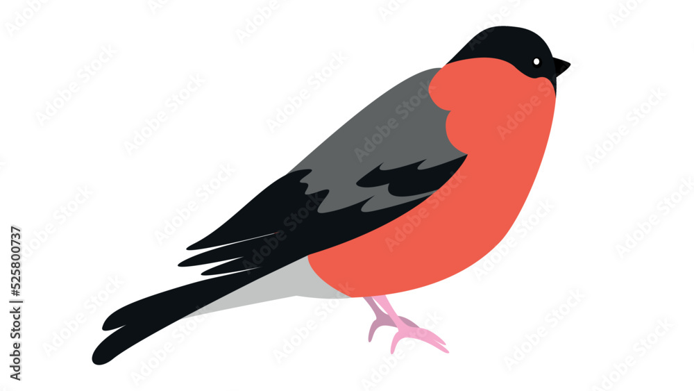 Obraz premium red-breasted bird on a white background