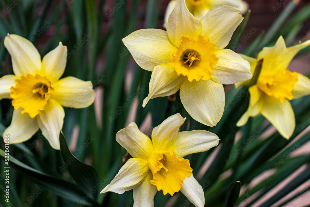 Narcissus , yellow variety of narcissus with a large cup.