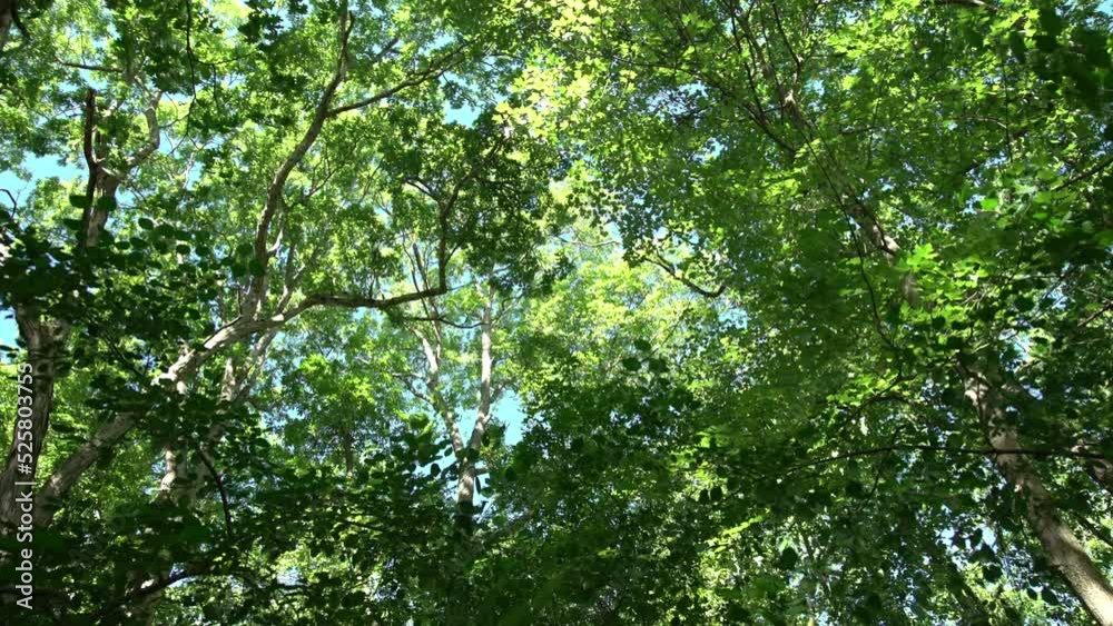 Summer forest trees in gentle breeze tilting down Summer forest trees in gentle breeze tilting down