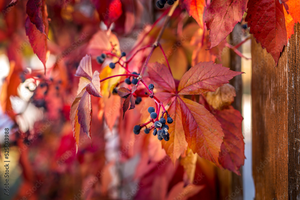 Obraz premium Close up of Autumn Wild Grape leaves