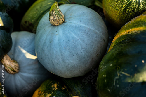 autumn harvest of various squash from the Cucurbitaceae family