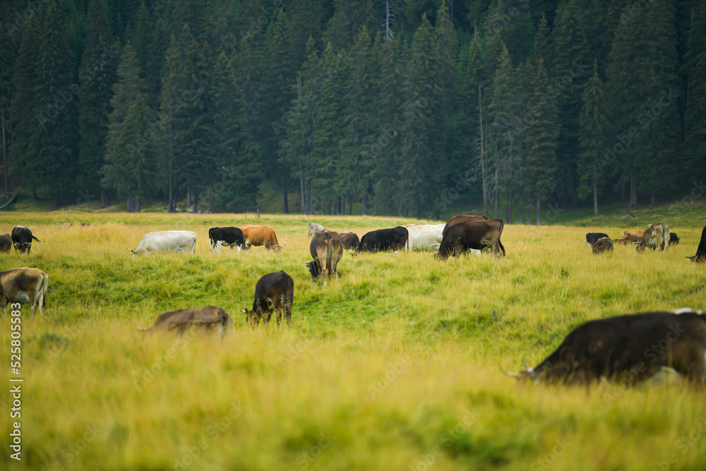 Cows feeding with grass on top of the mountains in a beautiful landscape. Eco bio way to raise the cattle. Agriculture and farming industry.