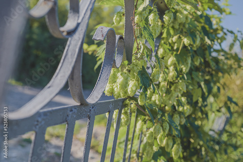Wild hops grow on the fence.