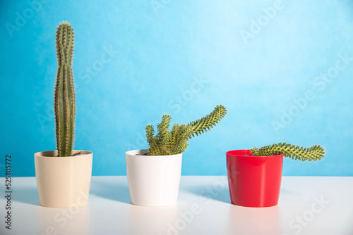 pots with different cacti on a blue background. The concept of erection in men, drugs that improve potency, viagra. Copy space for text photo