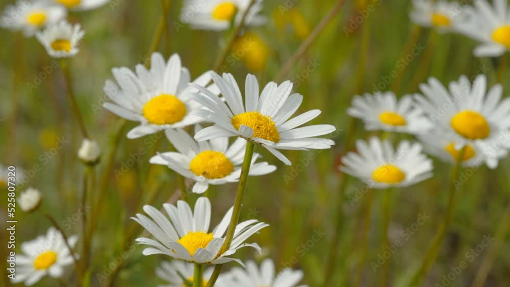 A field filled of daisy flowers on a bright spring day in Estonia A field filled of daisy flowers on a bright spring day in Estonia