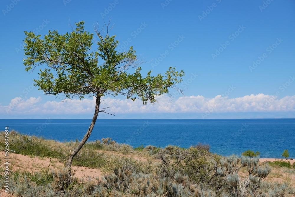 Tree on a wild beach on southern shore of Lake Issyk Kul, Kyrgyzstan, Central Asia. Yssyk Kul is large lake in Tien shan mountains.
