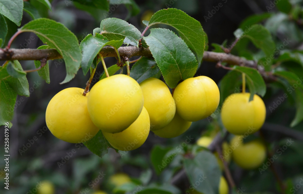 Plum branch with ripe fruits in the garden.Yellow mirabelle, Prunus cerasifera plant.Summer harvest concept.Selective focus.