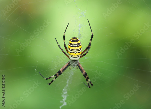 The wasp spider on the net, Argiope bruennichi