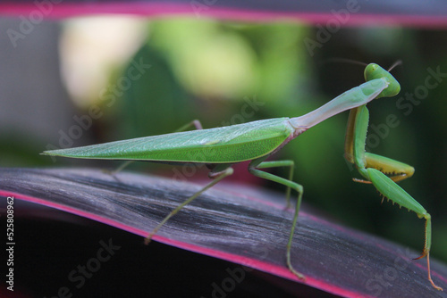 Asian giant mantis perched on a leaf