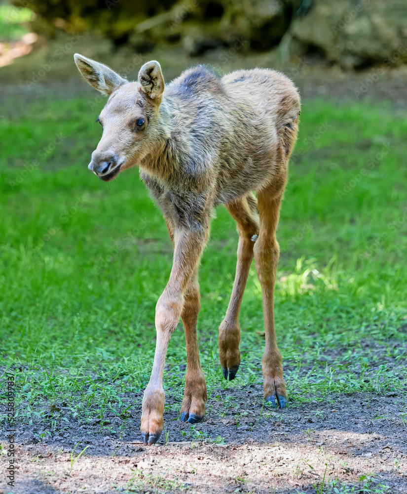 Portrait of a walking Moose calf (Alces alces) Portrait of a walking Moose calf (Alces alces)
