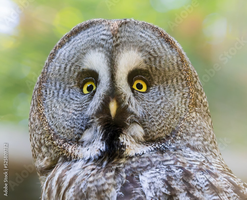 Close-up view of a Great Grey Owl (Strix nebulosa) photo