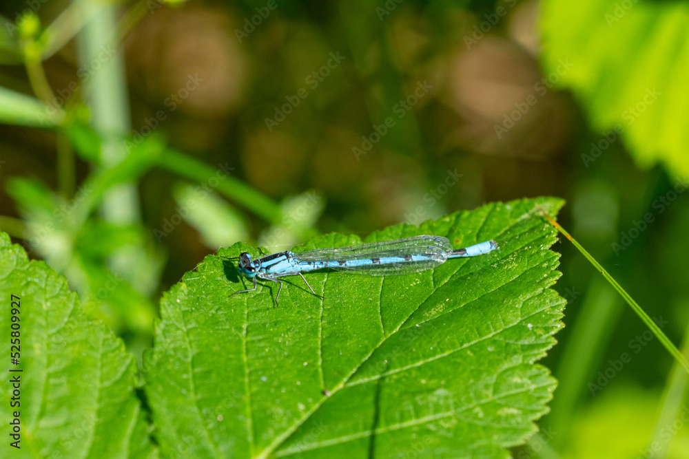 Dragonfly on a leaf Dragonfly on a leaf