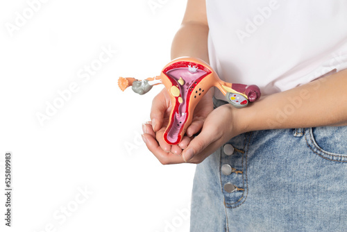 Quadro su tela The girl holds in her hands a medical model of the female reproductive system on a white background