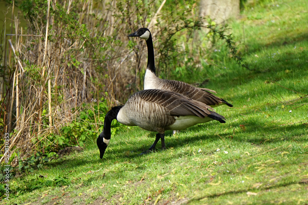 Two Canada geese or Canadian geese standing at a waterside. This is a wild goose with a black head and neck, white cheeks and a brown body. Two Canada geese or Canadian geese standing at a waterside. This is a wild goose with a black head and neck, white cheeks and a brown body.