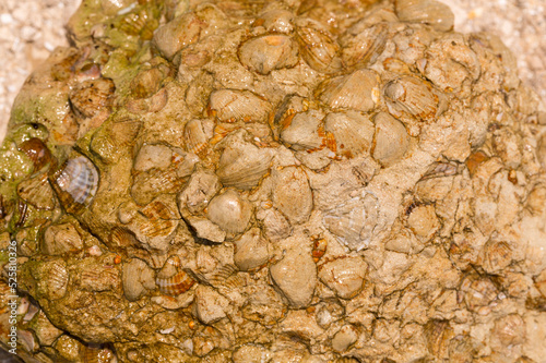 A stone from sedimentary rock with fossil Mollusks. Cockle (bivalve)  in the family Cardiidae.