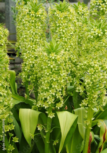 Close up of  tall racemes with white to green flowers of the giant pineapple lily (Eucomis pallidiflora), native to Southern Africa photo