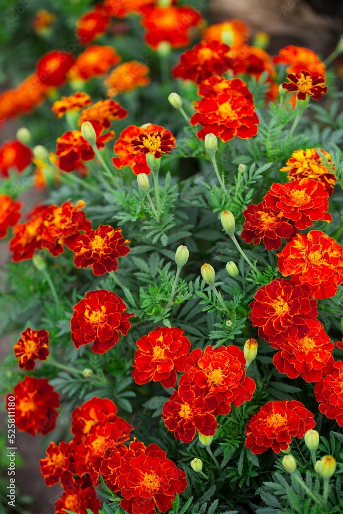 Ukrainian national flowers marigolds