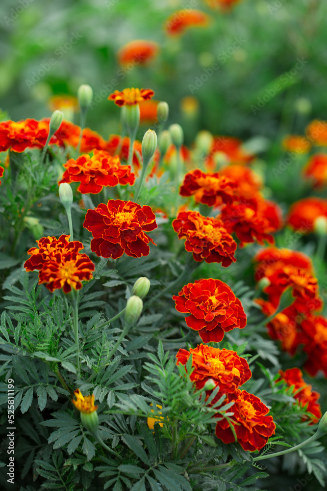 marigolds profusely flowering bush