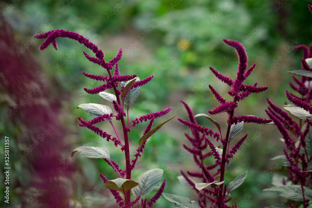 Blooming burgundy amaranth in the garden Blooming burgundy amaranth in the garden