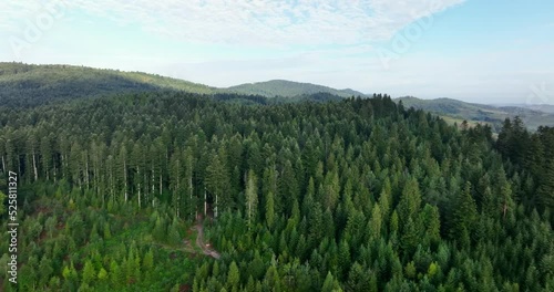 Aerial Drone view of Green coniferous forest on a summer day. Non-urban panoramic landscape
