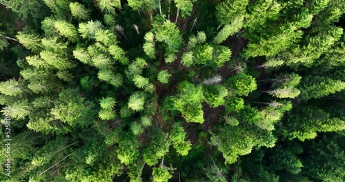 Birds Eye View of Green Forest on a summer sunny day. Treetops of coniferous trees in the woodland. Non-urban natural scene