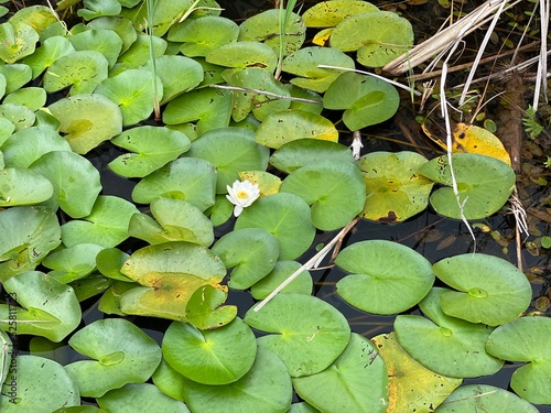 Nymphaea alba European white water lily large green leaves