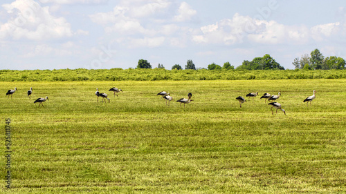 Many stork birds walk through the green field in summer in nature.
