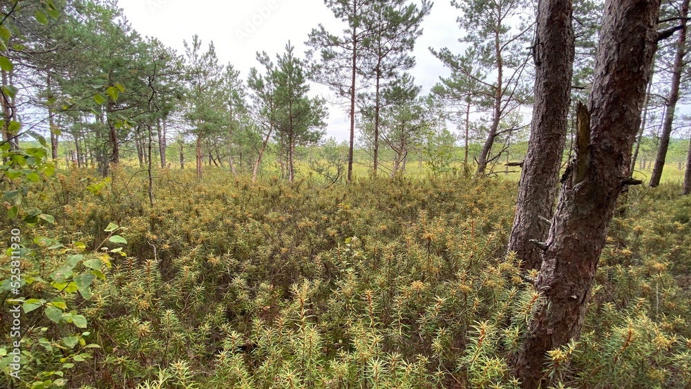 Obraz premium Rhododendron tomentosum growing in swamp species of heather family in park by scenic path