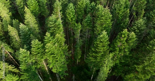 Aerial Green Forest view in sunny summer day, tilt up
