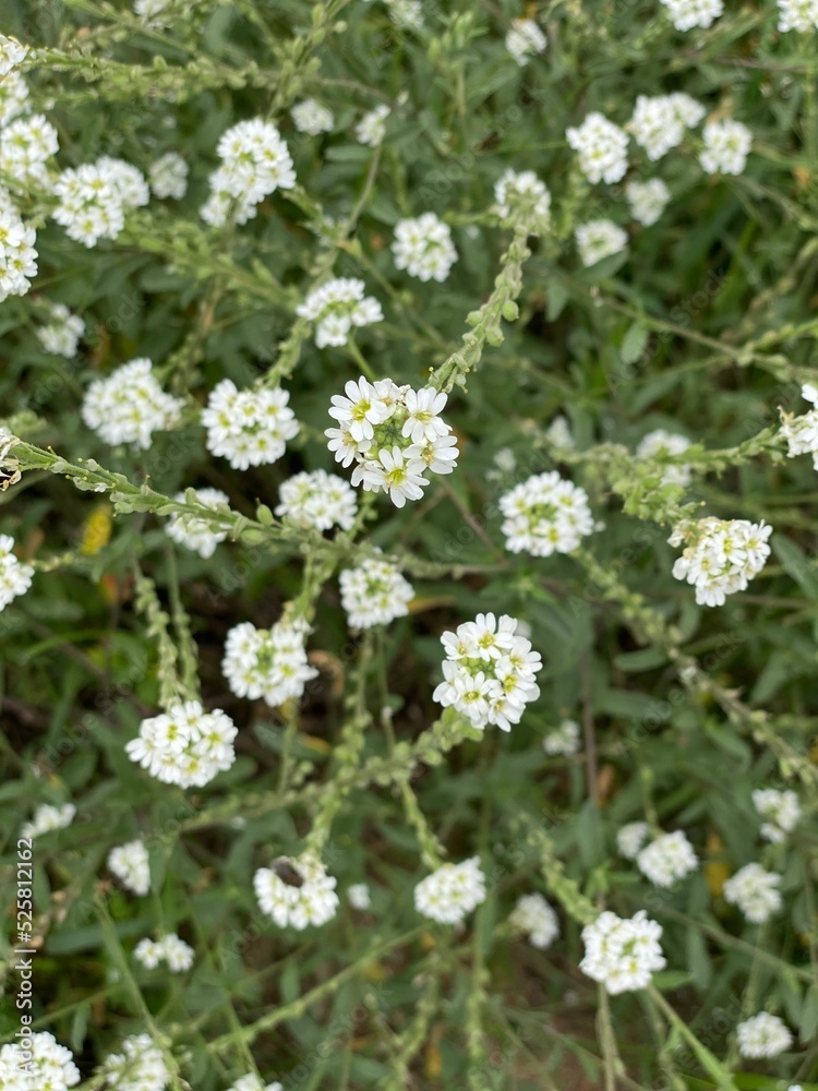 Berteroa incana plant with white flowers growing in park Berteroa incana plant with white flowers growing in park