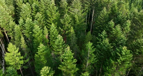 Aerial Drone view og green trees in coniferous forest. Woodlands in summer day