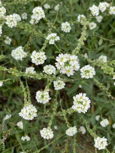 Berteroa incana plant with white flowers growing in park