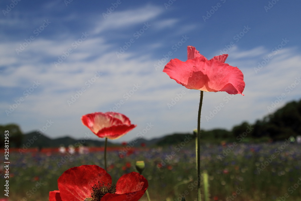 Fototapeta premium red poppy in the field
