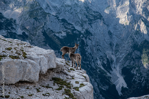 Tiere am Berg