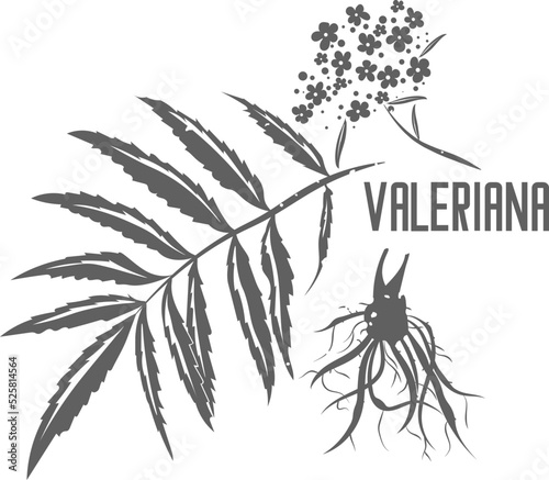 Valeriana officinalis vector silhouette. Branch with leaves medicinal herbal. Valeriana flowers and root silhouette illustration for pharmaceuticals and cosmetology.