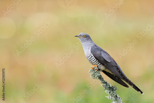 Common Cuckoo perched on a mossy tree branch