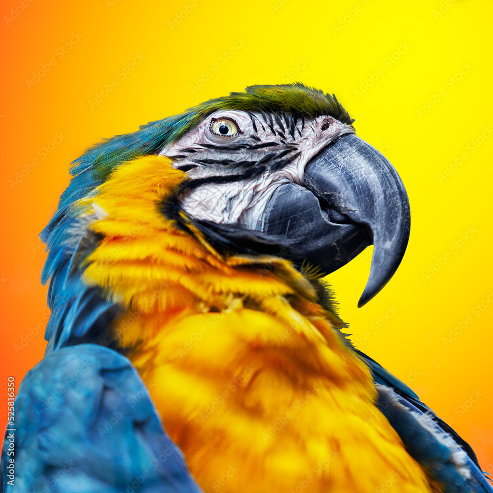 Fototapeta premium Guacamayo