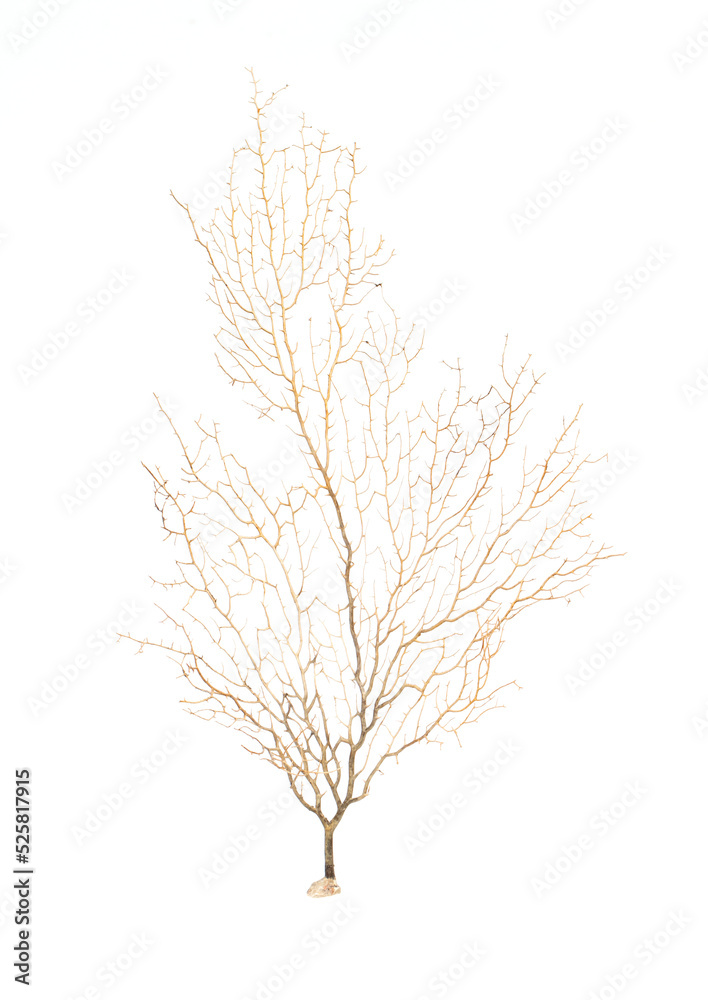 Fototapeta premium Image of dry natural coral or coralline isolated on white background.