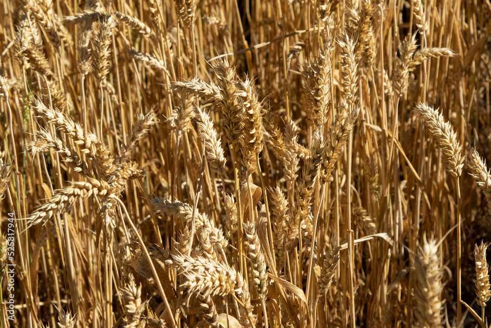 Fototapeta premium Ears of wheat on a blurred background