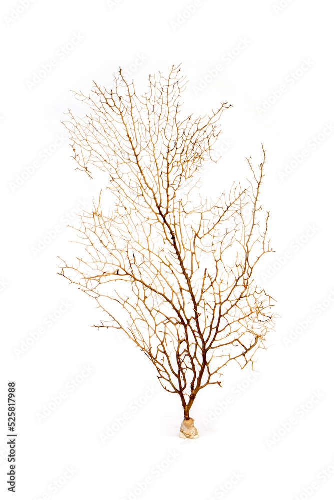 Image of dry natural coral or coralline isolated on white background. Image of dry natural coral or coralline isolated on white background.