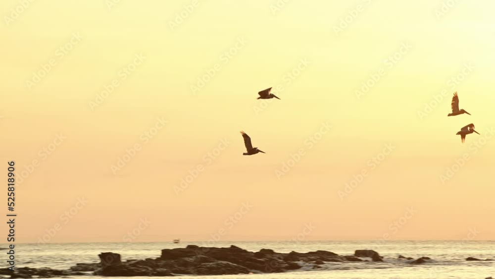Amazing Wildlife of Costa Rica, Birds Flying Past Sun, Brown Pelicans (pelecanus occidentalis) Flock In Flight Over Pacific Ocean Coast and Sea at Sunset, Coastal Sealife and Birdlife Amazing Wildlife of Costa Rica, Birds Flying Past Sun, Brown Pelicans (pelecanus occidentalis) Flock In Flight Over Pacific Ocean Coast and Sea at Sunset, Coastal Sealife and Birdlife