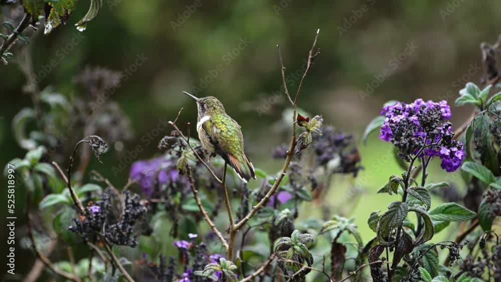 Hummingbird in Costa Rica Wildlife, Volcano Hummingbird (selasphorus flammula) in the rain on a flower in the Rainforest, Amazing Beautiful Nature, Costa Rica, Central America Hummingbird in Costa Rica Wildlife, Volcano Hummingbird (selasphorus flammula) in the rain on a flower in the Rainforest, Amazing Beautiful Nature, Costa Rica, Central America