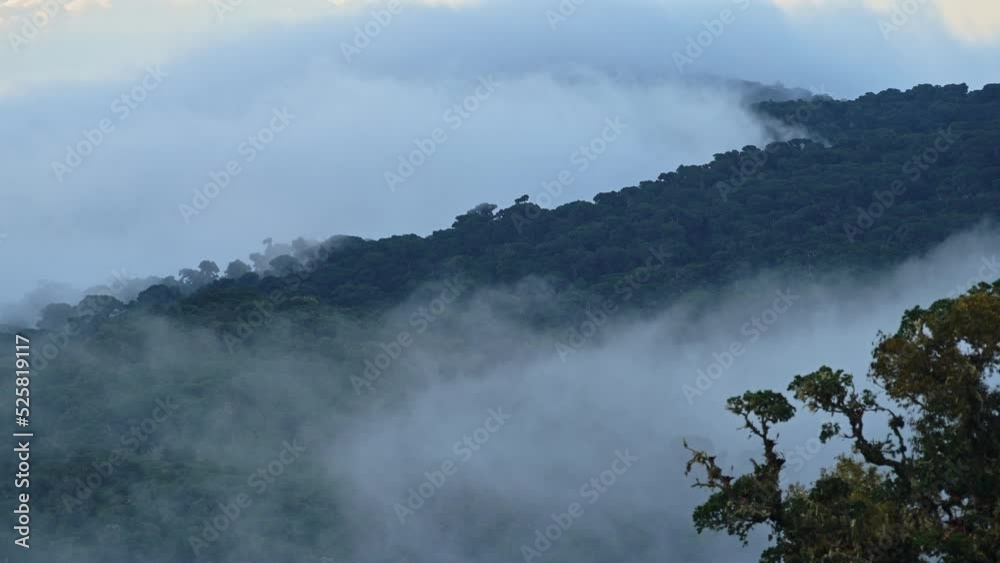 Costa Rica Misty Rainforest Landscape with Mountains Scenery in Jungle with Low Lying Mist and Clouds Rolling Through Valley in Atmospheric Blue Colour Tones, Los Quetzales National Park Costa Rica Misty Rainforest Landscape with Mountains Scenery in Jungle with Low Lying Mist and Clouds Rolling Through Valley in Atmospheric Blue Colour Tones, Los Quetzales National Park