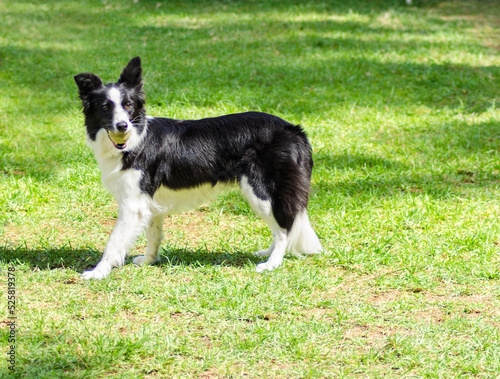 A young, healthy, beautiful, black and white Border Collie dog standing on the grass looking very happy with a tennis ball in mouth.Scottish Sheep Dog is ranked as one of the most intelligent breeds 