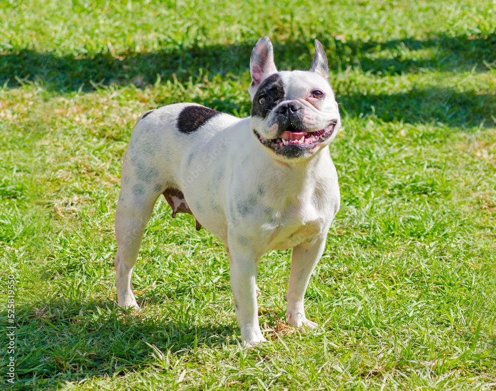 Portrait of a Boston terrier dog standing outside on the grass smiling and looking happy