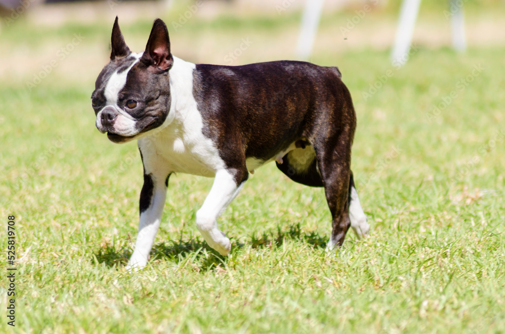 A small, young, beautiful, black and white Boston Terrier dog walking on the grass, aka Boston Bull. Boston Terriers are highly intelligent and easily trainable.
