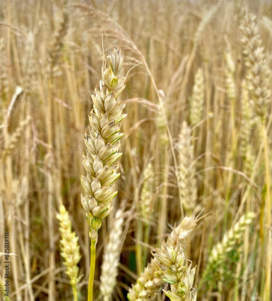 Close up of ripe wheat ears against beautiful sky with clouds. Selective focus. Close up of ripe wheat ears against beautiful sky with clouds. Selective focus.