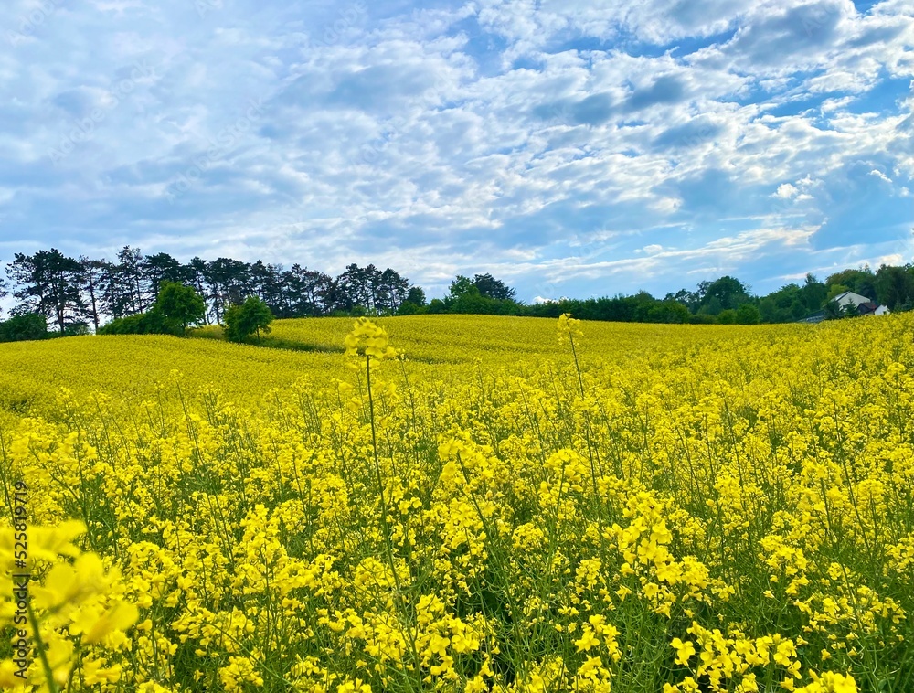 Blooming rapeseed field against the blue sky with clouds. Rural scene. Agriculture, biotechnology, fuel, food industry, alternative energy, environment, nature. Panoramic view